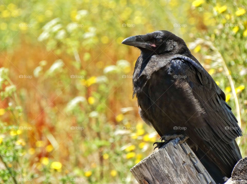 Raven In The Golden Hour. Photo Of A Wild Raven Taken At Sunset
