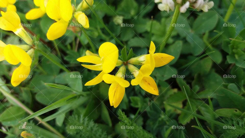 yellow wild flowers