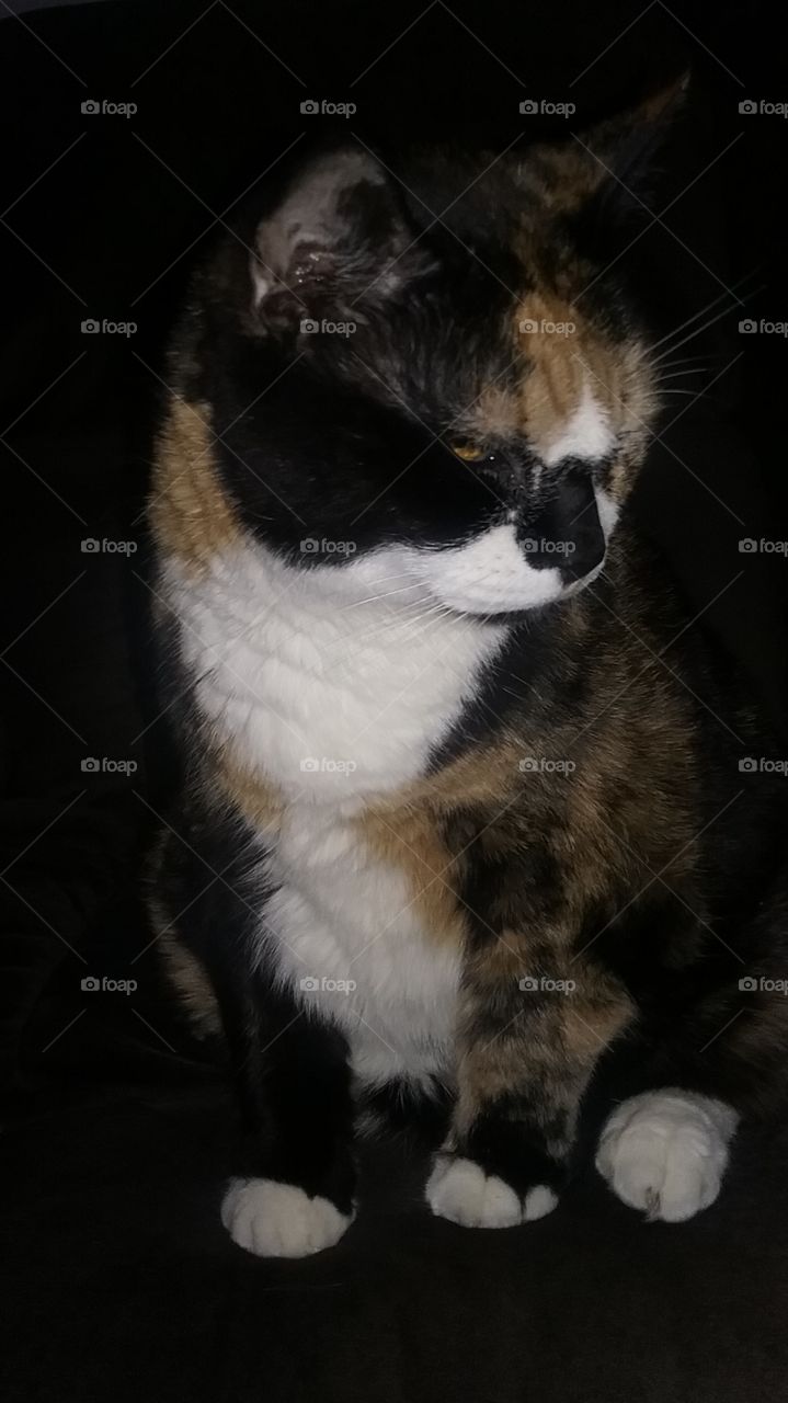 Samantha - our 16 year old female calico.