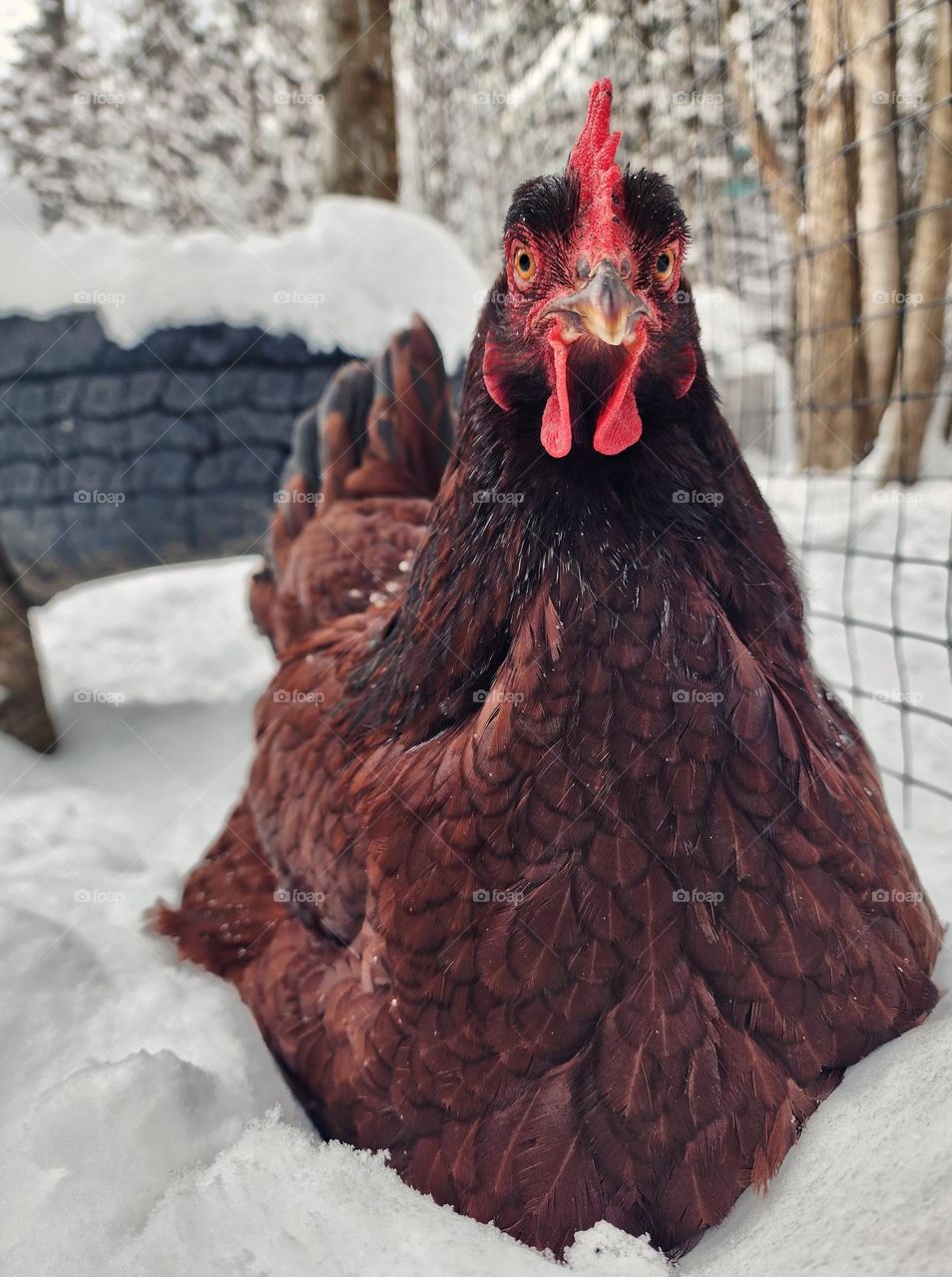 Chicken stuck in the snow.