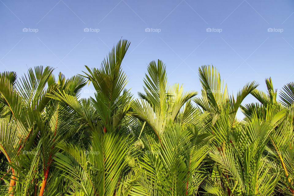 palm leaf