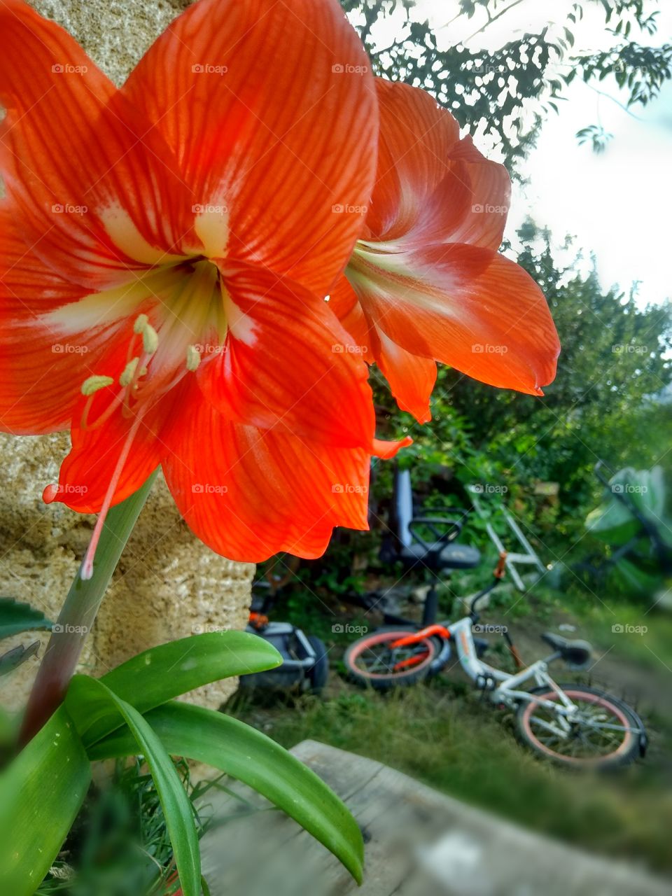 hippeastrum, my garden,