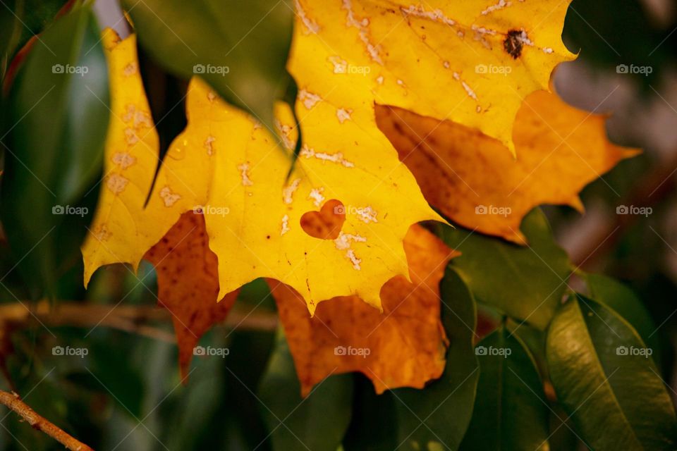 Autumn shows us how yellow can be more beautiful