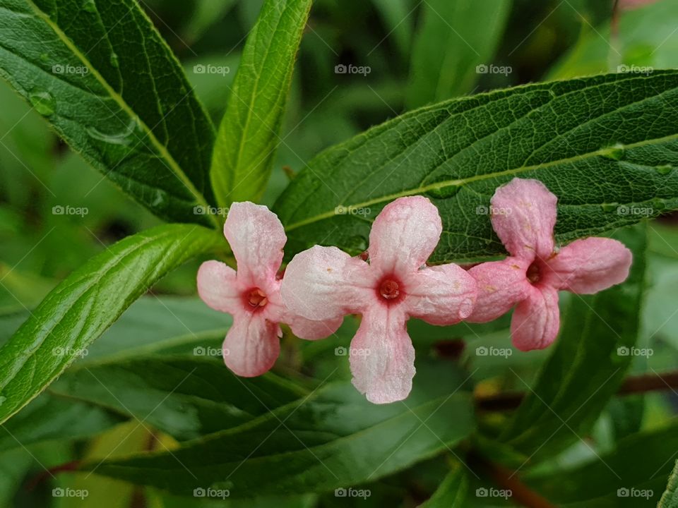 the beautiful flowers