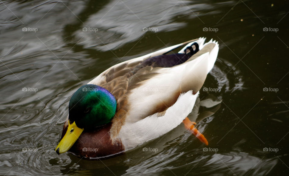 duck