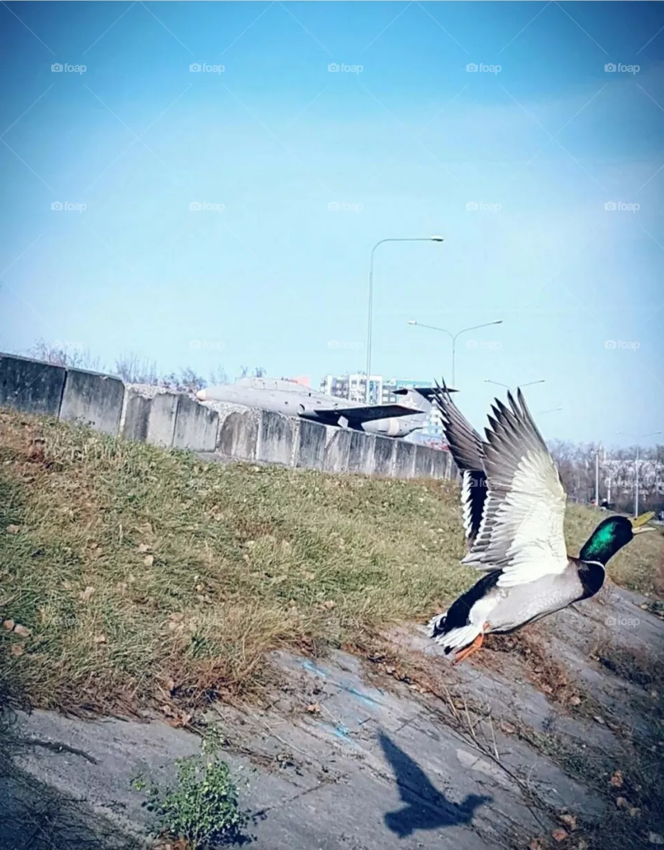 duck