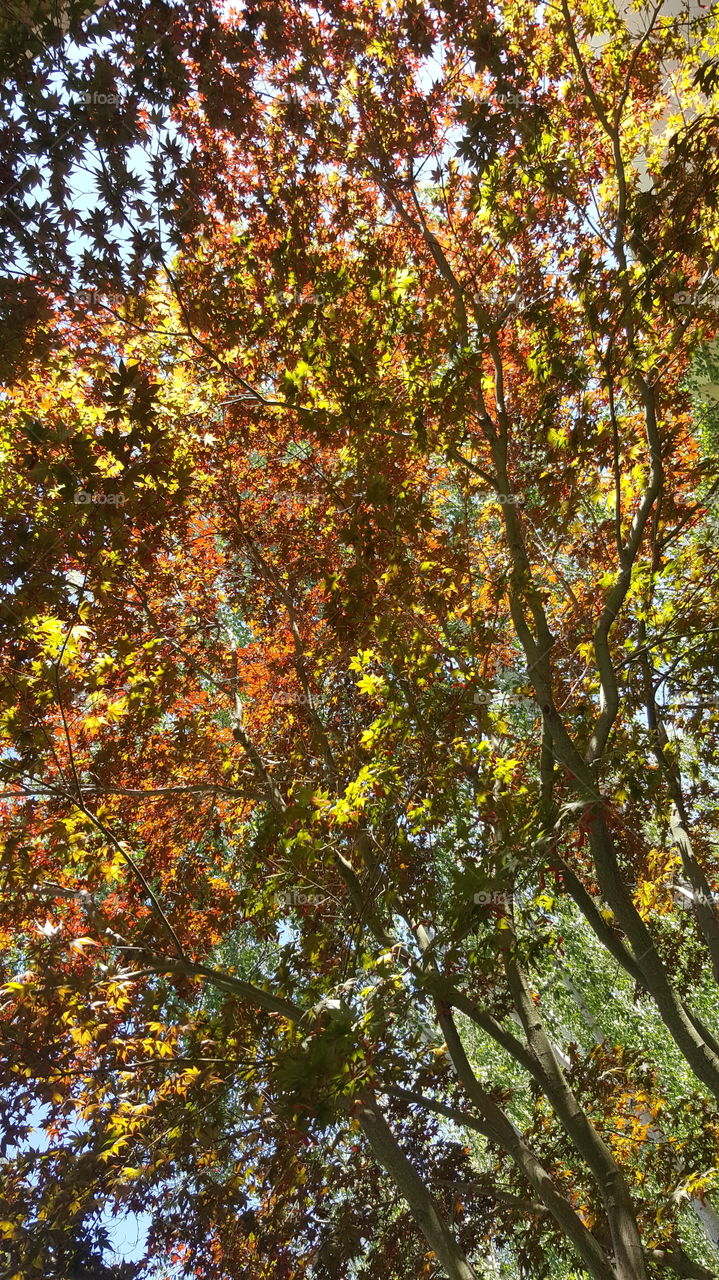 leaves of many colors