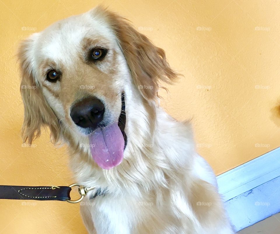 Golden retriever posing at golden background