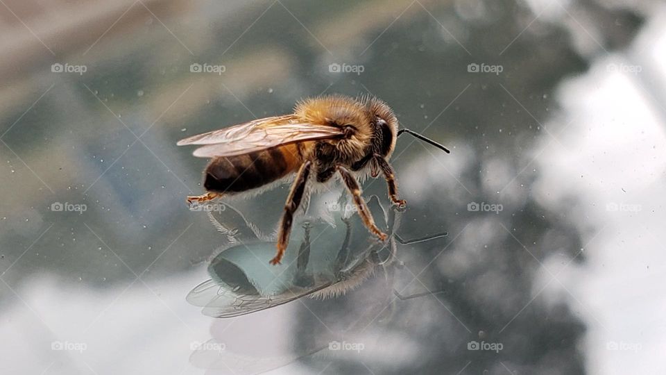 Bee