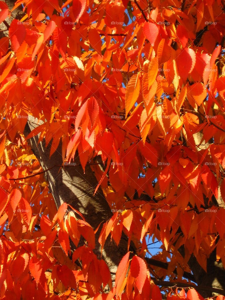 Fall Birch Leaves