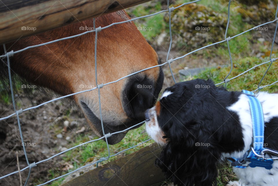 Dog and horse having a sniff