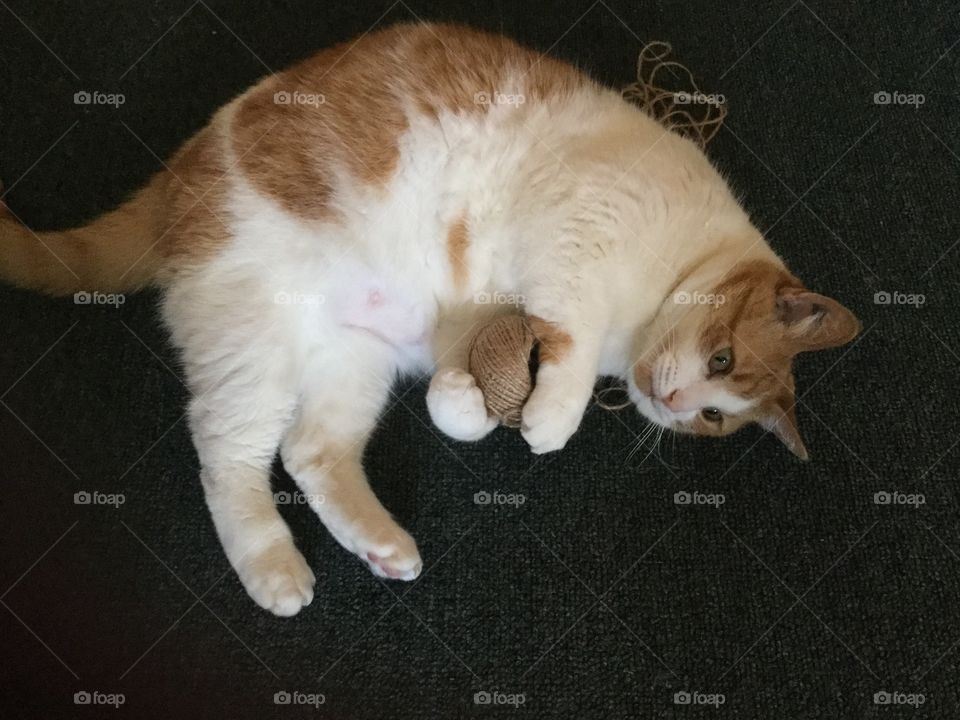 Missy Kitten Loves Her Hemp Rope