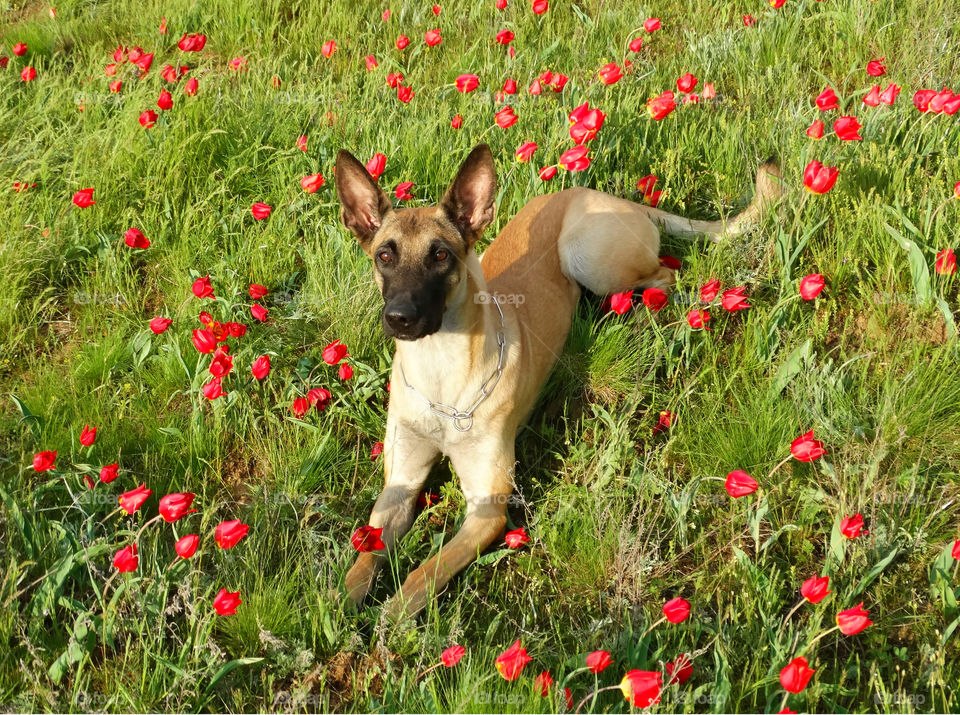 Wild tulips in Kalmykia & malinois