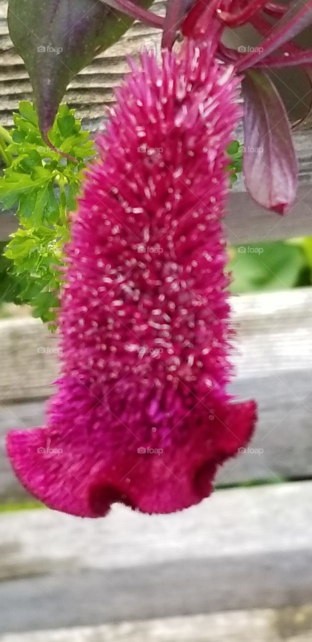 Amazing magenta fuzzy flower