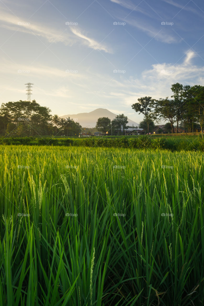 ricefield view in summer