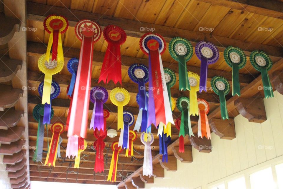 Rosettes at the stables 