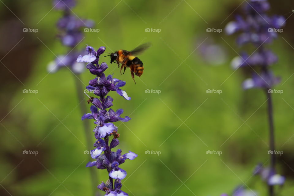 Bee with Wild flower