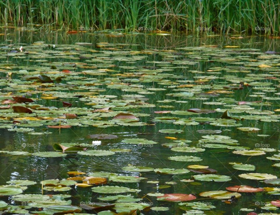 Lily Pads reminiscent of Monet’s Garden in Giverny 