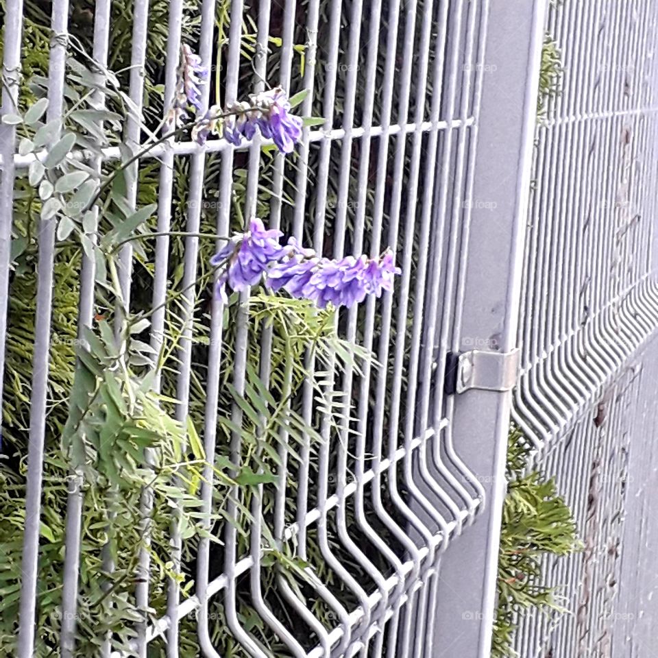 flowers of violet  bird vetch creeping a fence