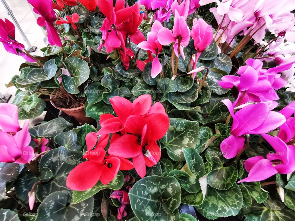 Plant green house Park colors greens