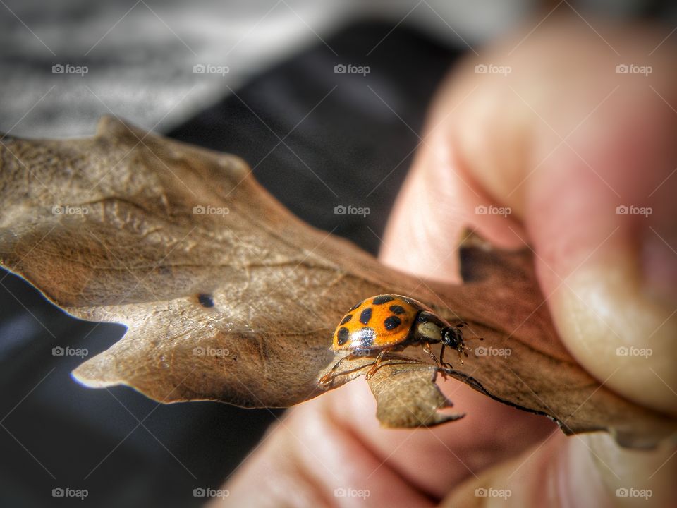 Coccinella gialla