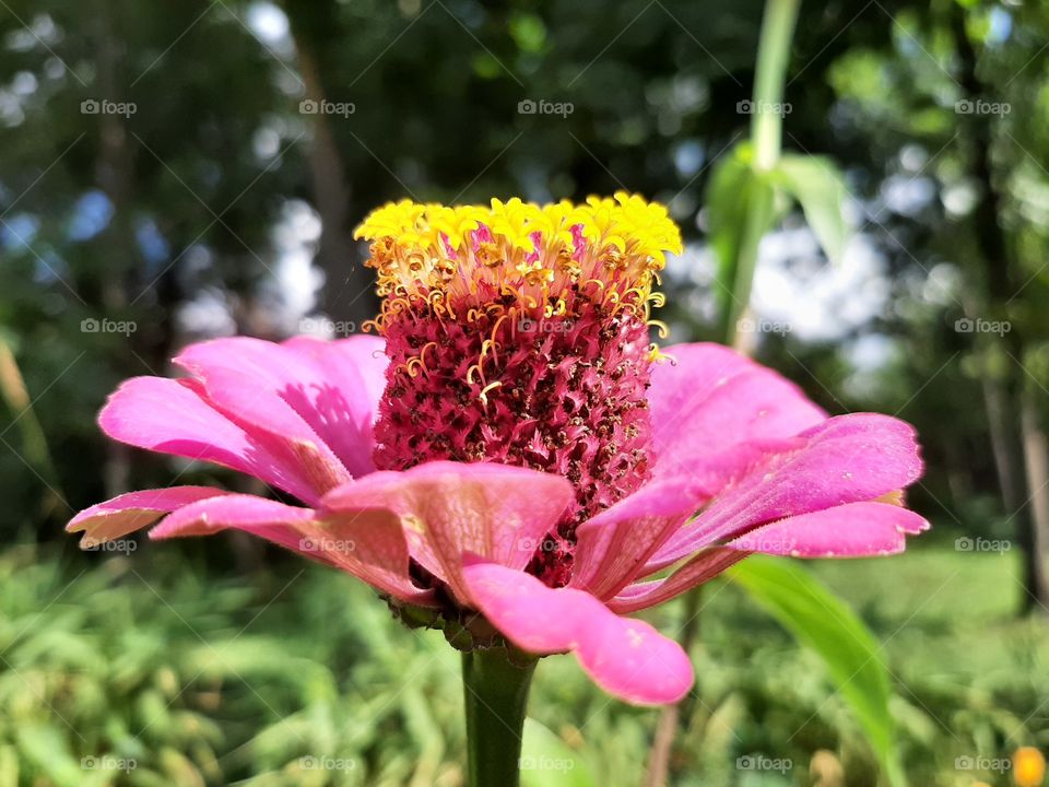 pink zinnia with yellow inside