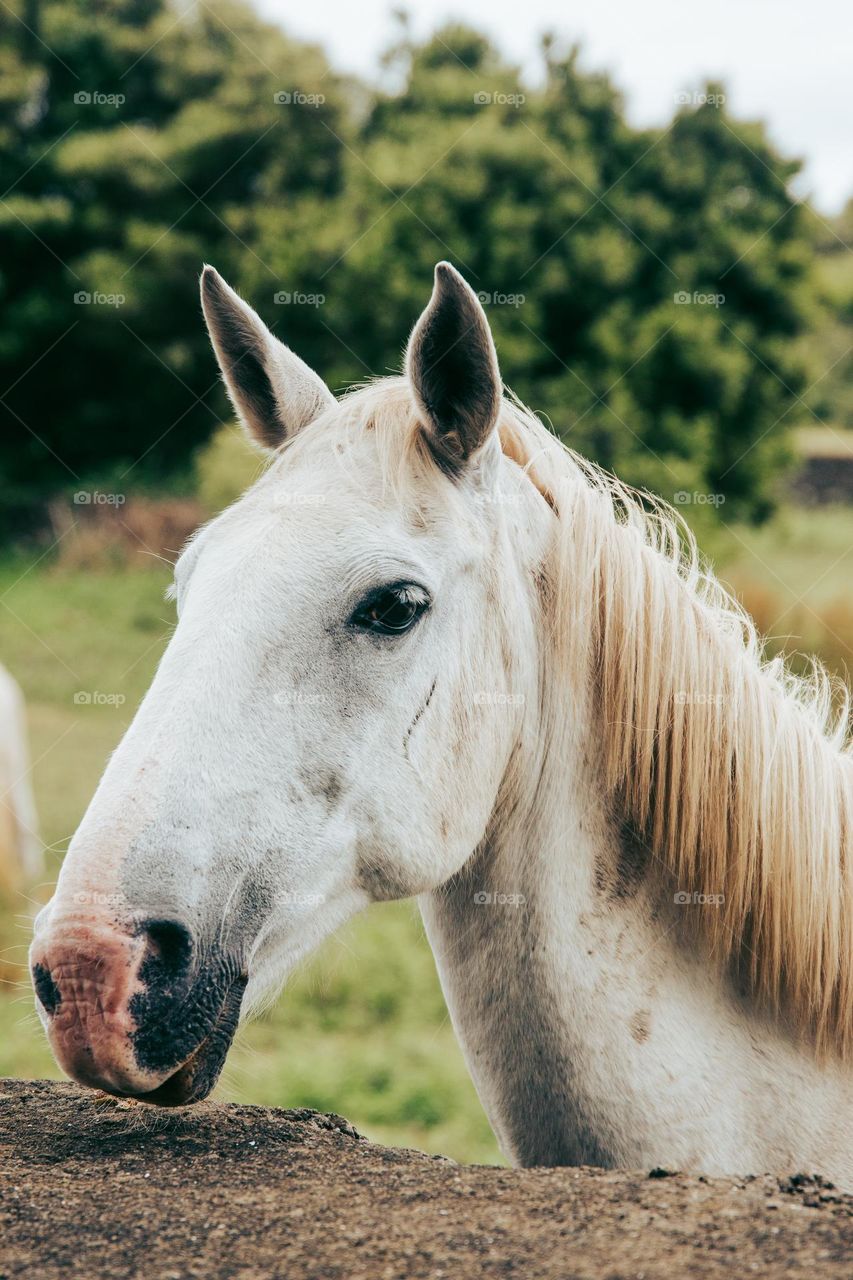 A white horse in it's grassy field.