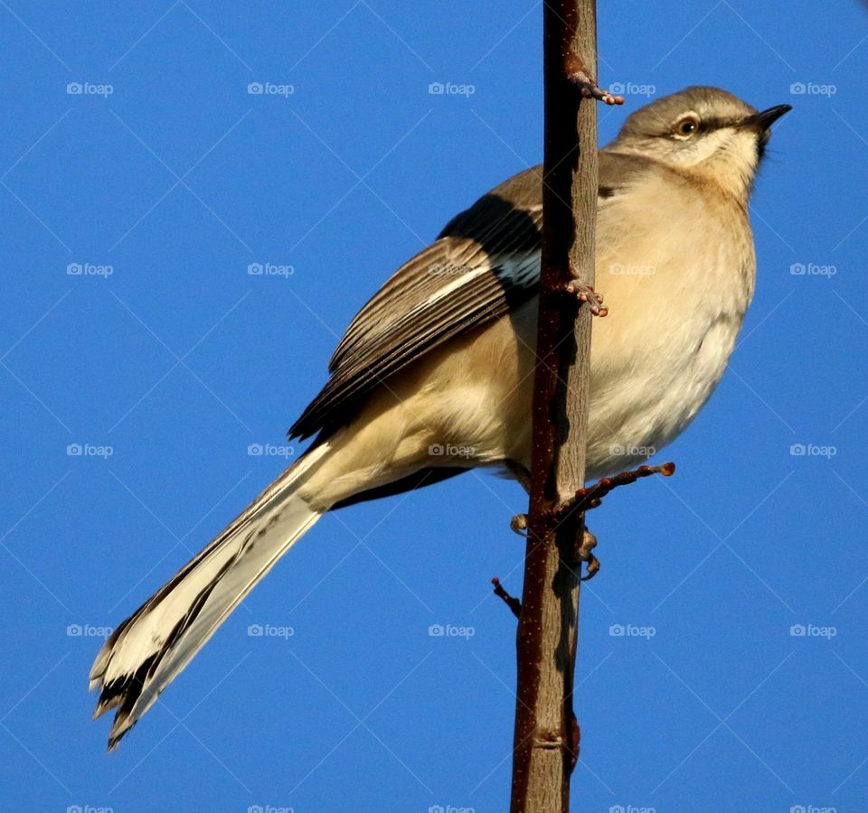 Mockingbird on a Branch