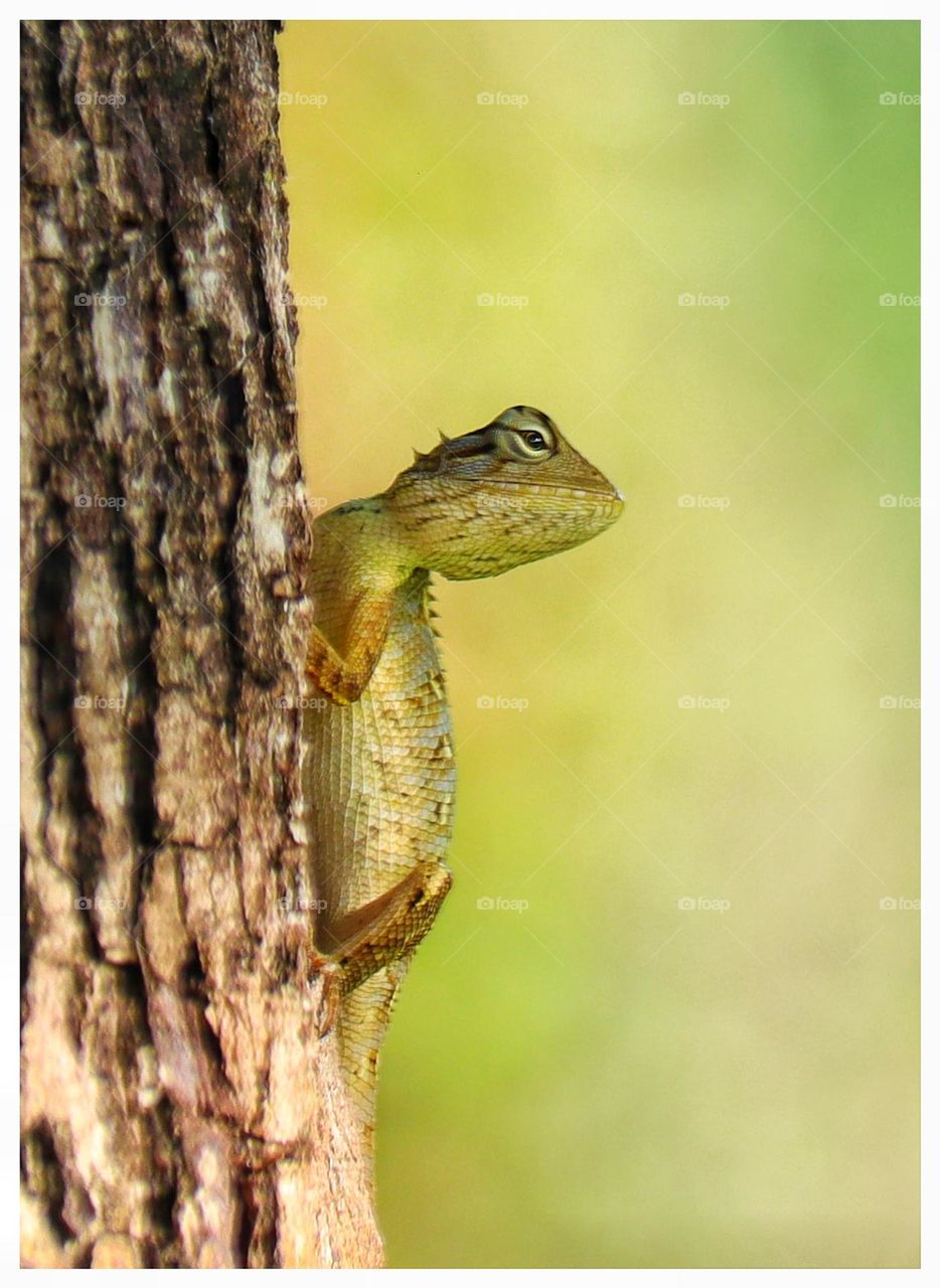 Oriental garden lizard