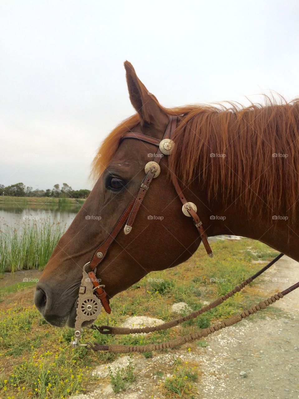 Mare in her new headstall, beside a pond. 