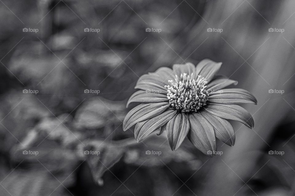 solitary mexican sunflower in black and white