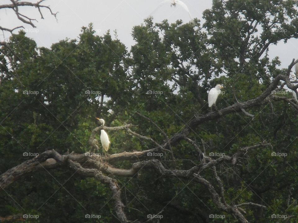 white bird 🐦. This is a picture of some birds that I saw while out exploring this morning.... 👣 🚶 🏃 🔥 💨