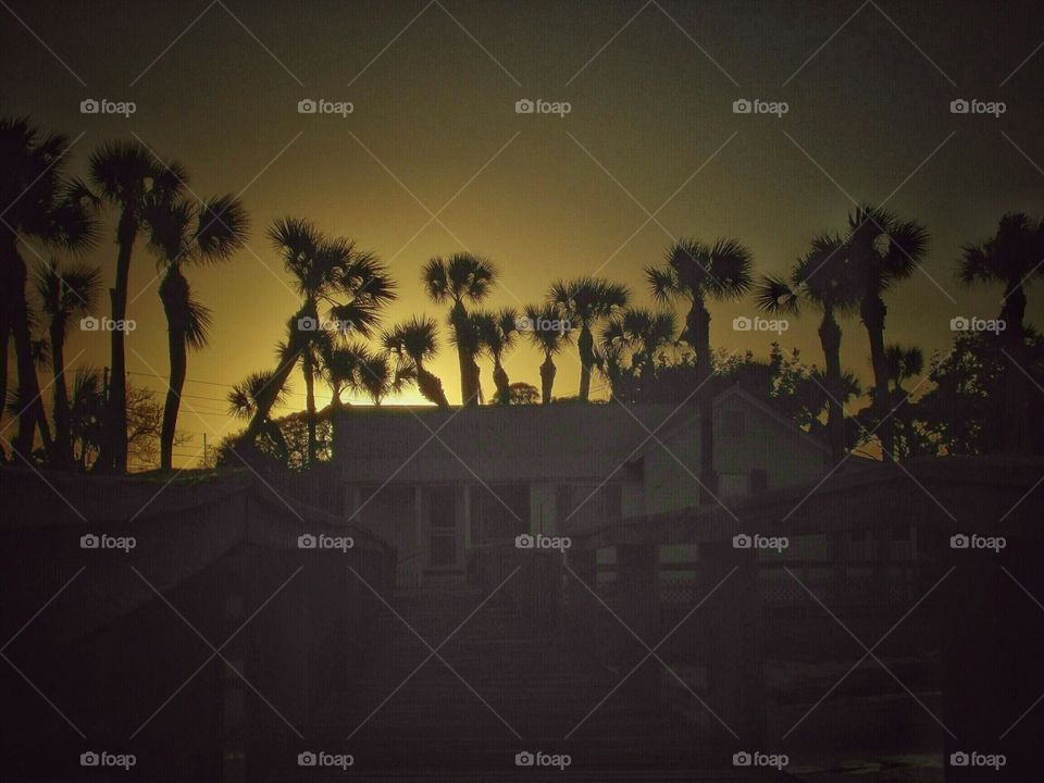 Tree, Beach, Silhouette, Backlit, Palm