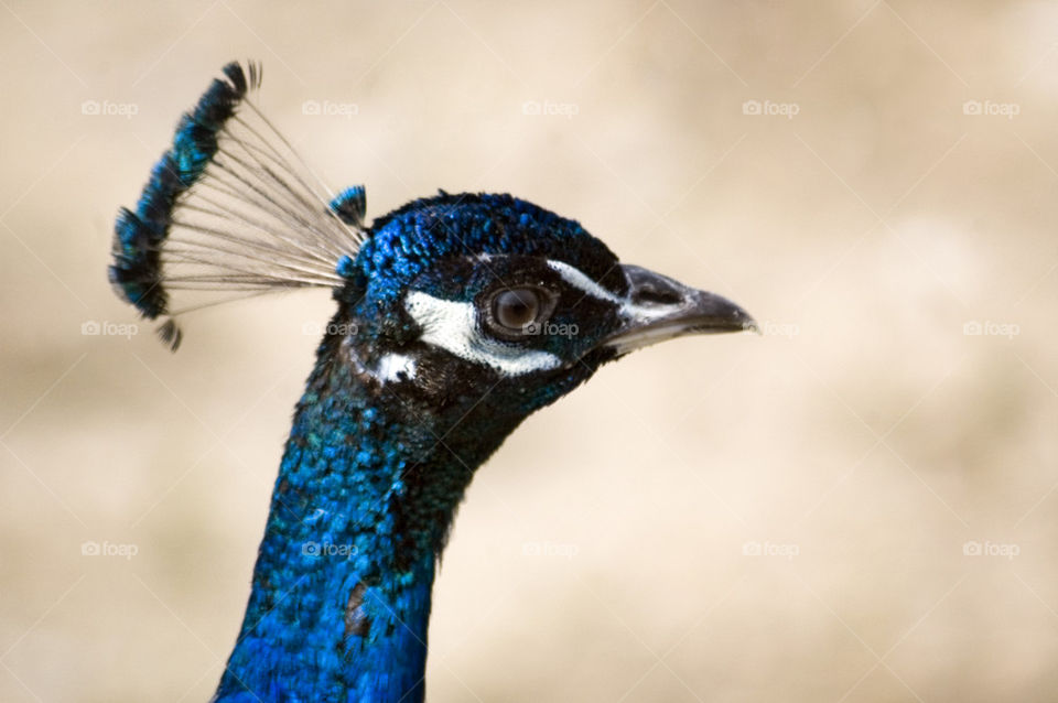 Male Peafowl