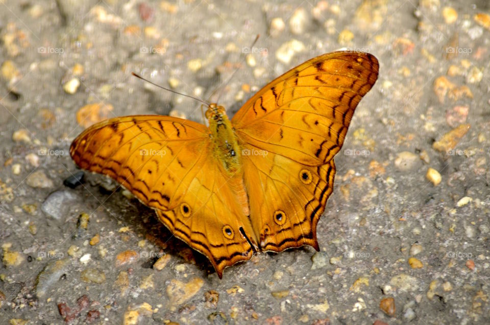 Yellow Butterfly.