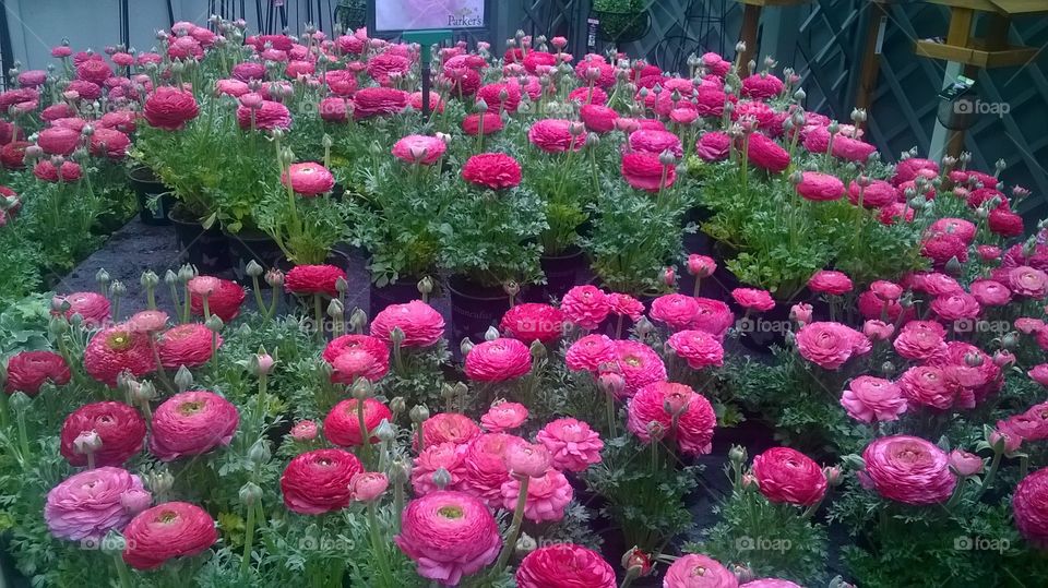 A pink explosion of colour is depicted here, with this glorious display of some beautiful flowers.