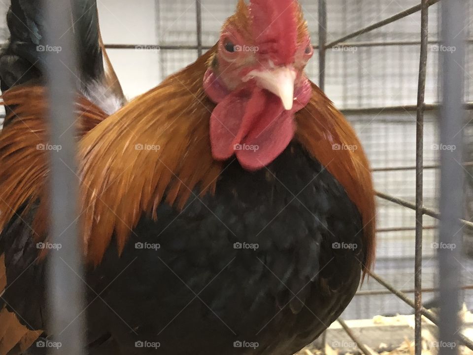Close-up of chicken