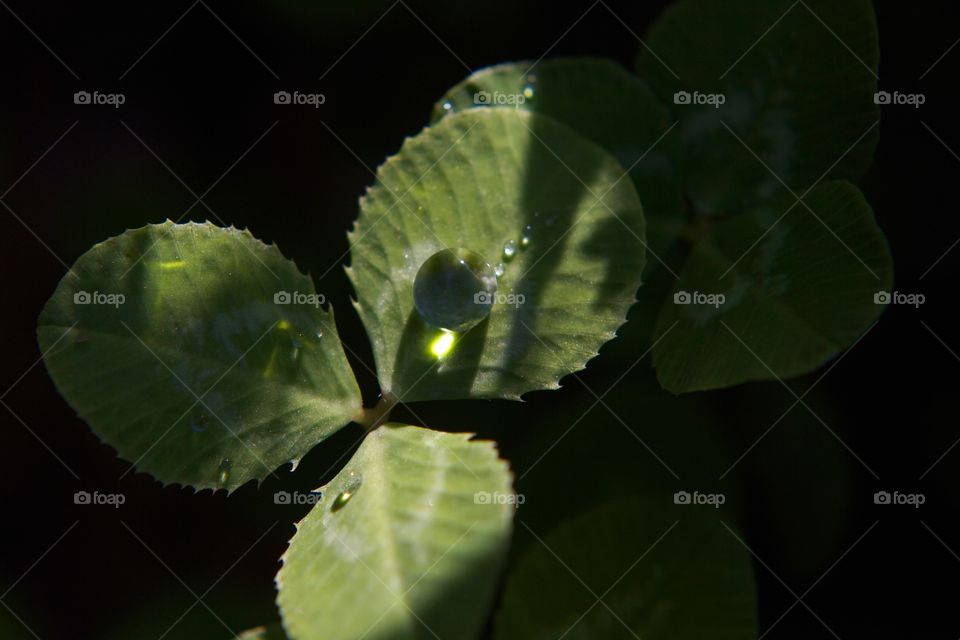 Water droplet