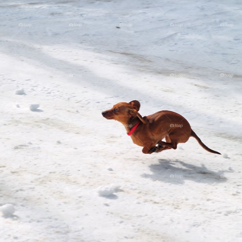 Dachshund through the snow. A picture of my dachshund chasing snowballs 