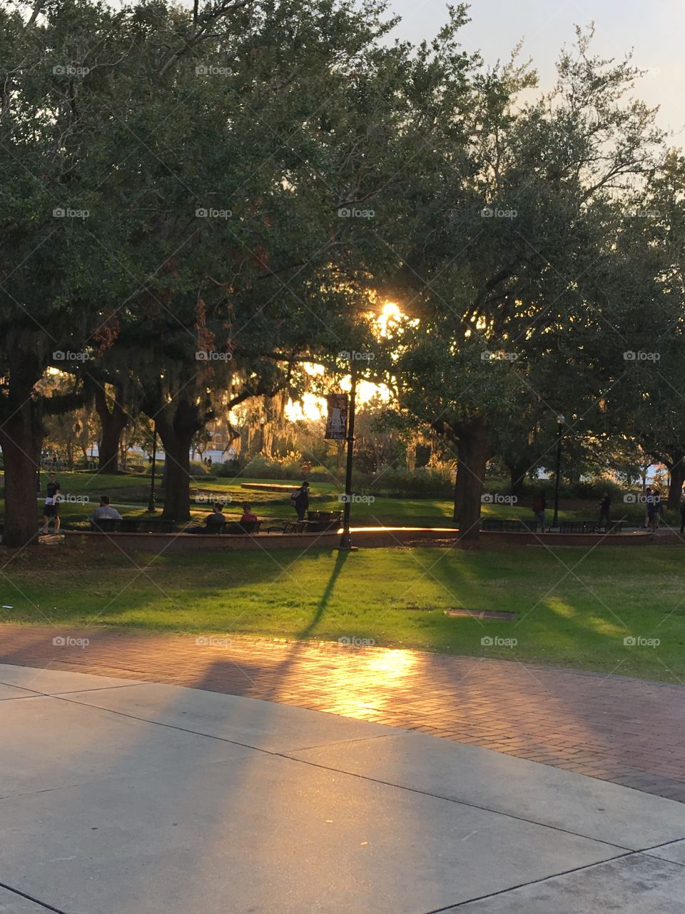 Sunset through the trees on Florida college campus