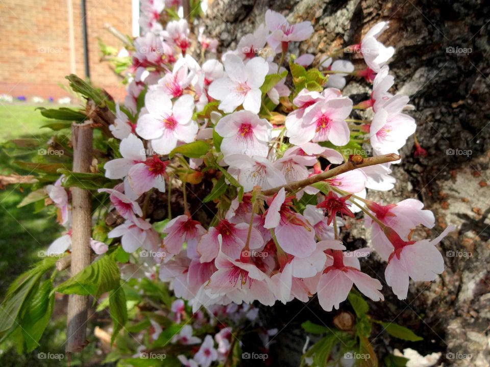 Scenic view of cherry blossoms