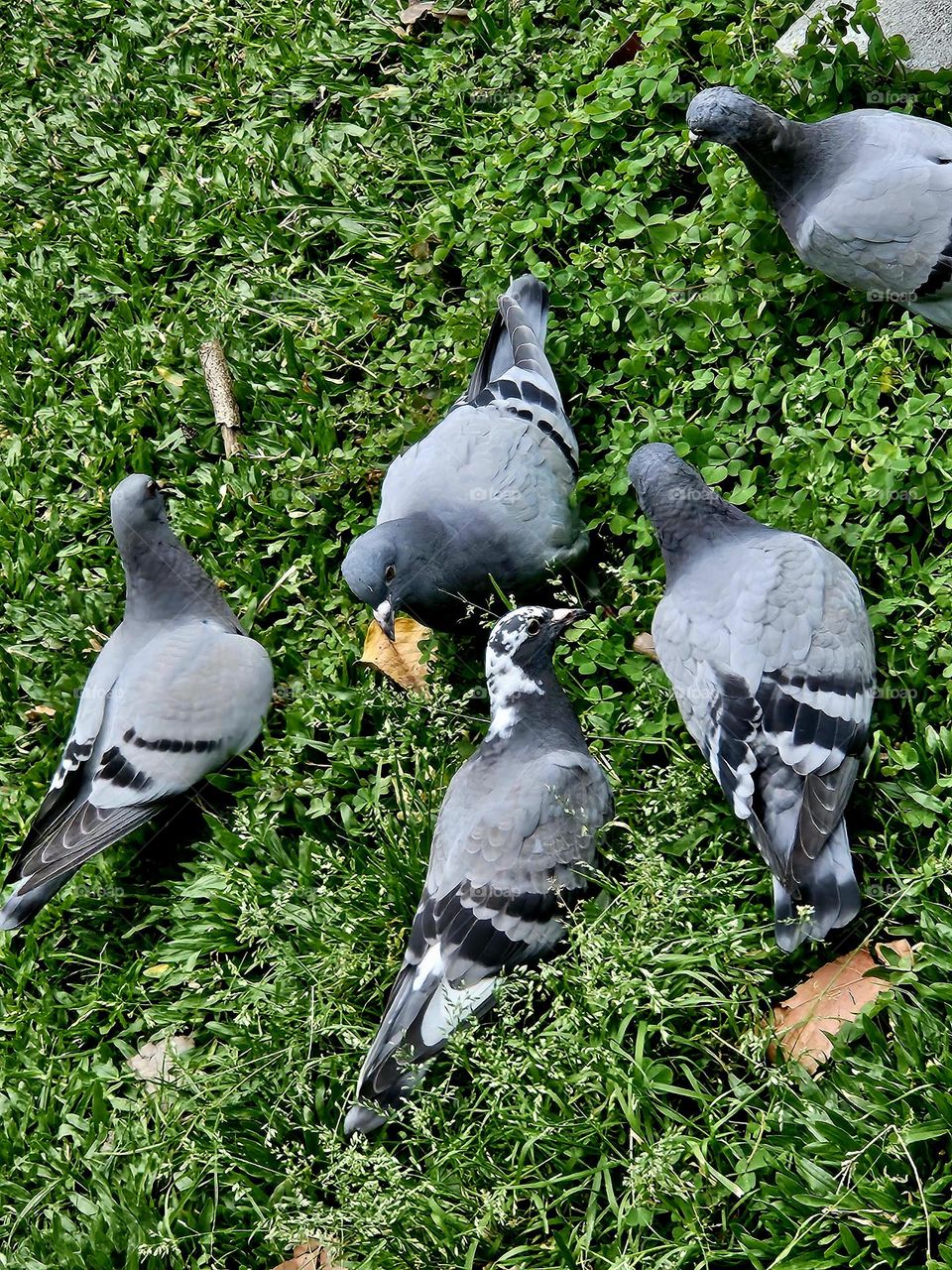 Flock of pigeons perched on grass