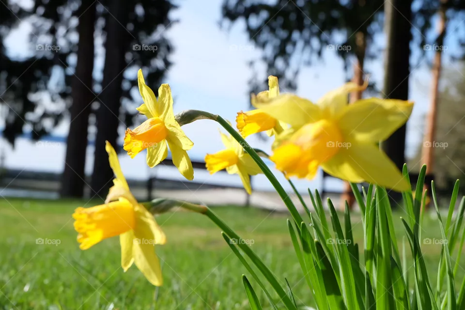 Daffy’s