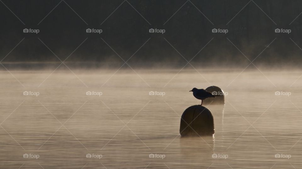 Wild bird on misty lake