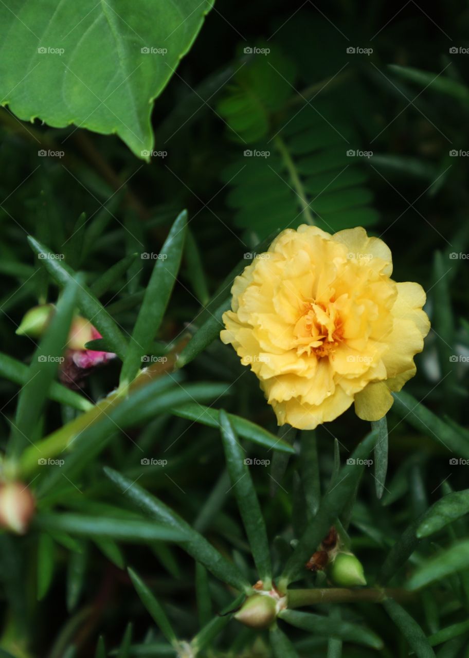 portrait of a flowers