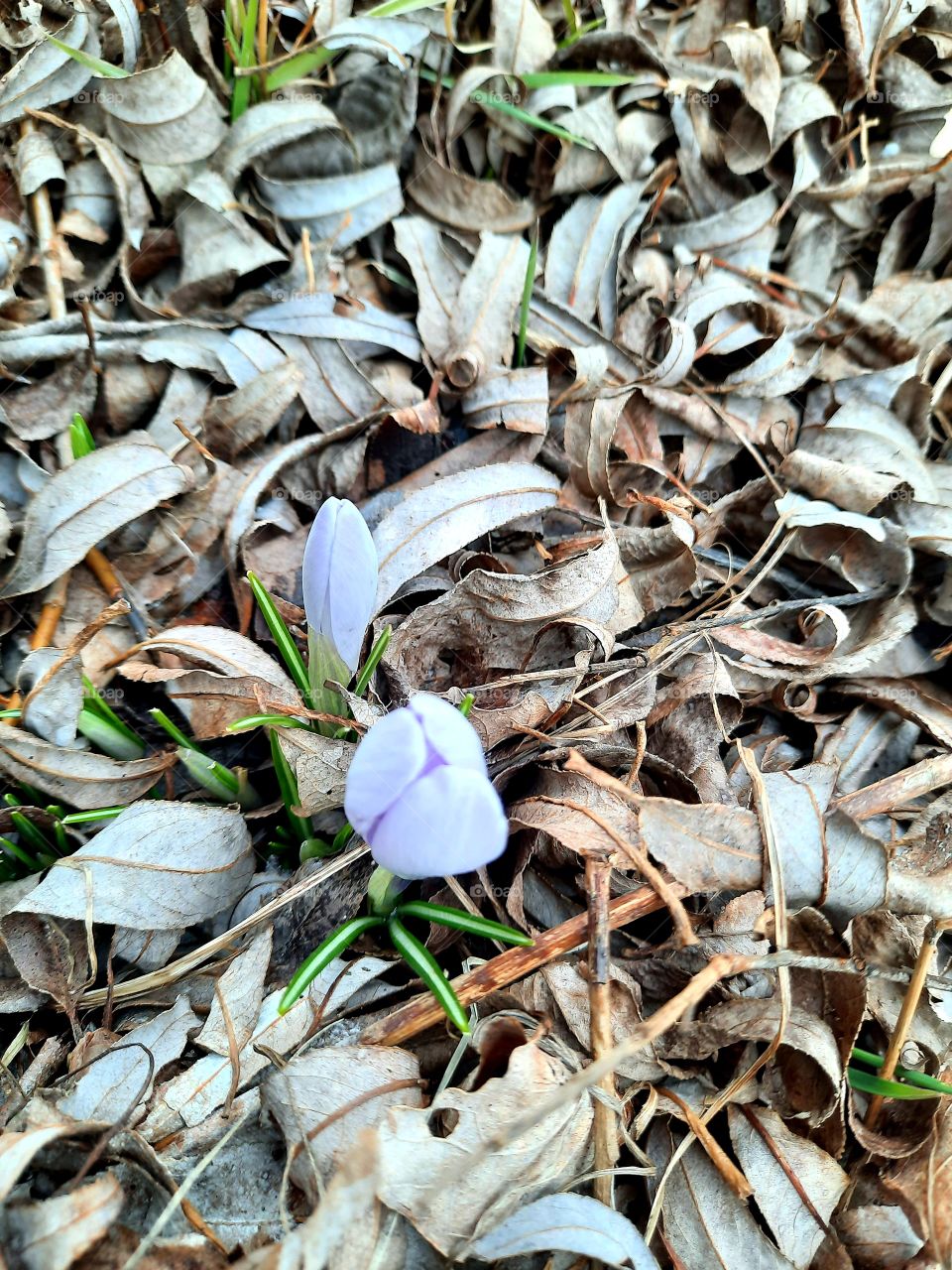 light blue flowers and thin green leaves of crocus popping from under dry leaves