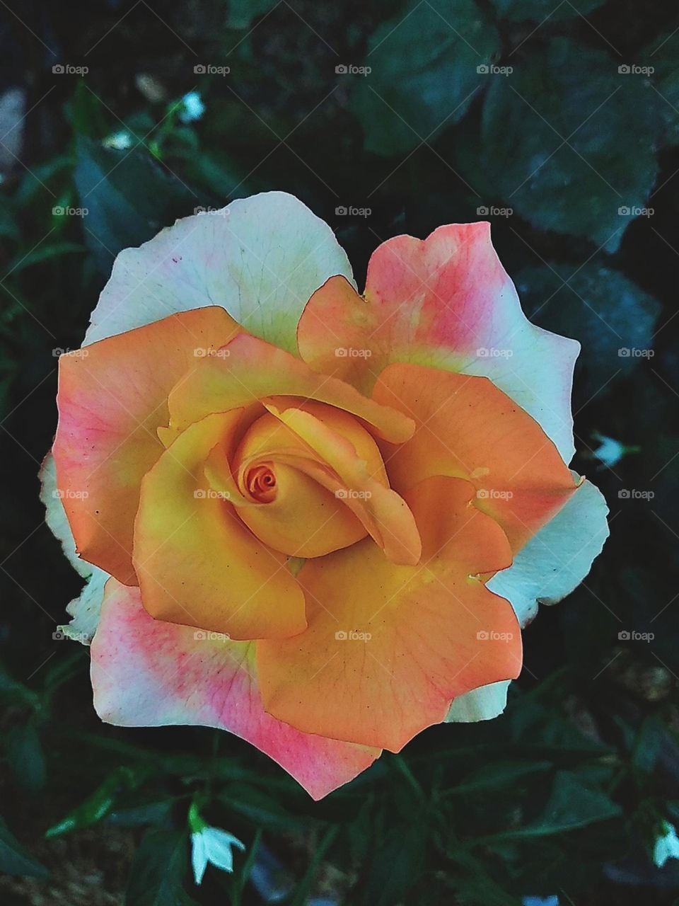 White and orange combination rose flower plants