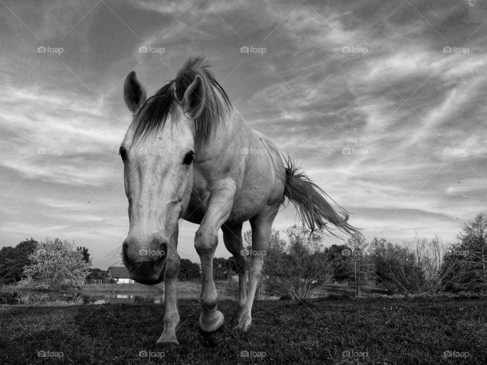 Black and white photo of a gray mare walking towards the camera with a whispy cloud sky on a farm with her tail blowing in the wind