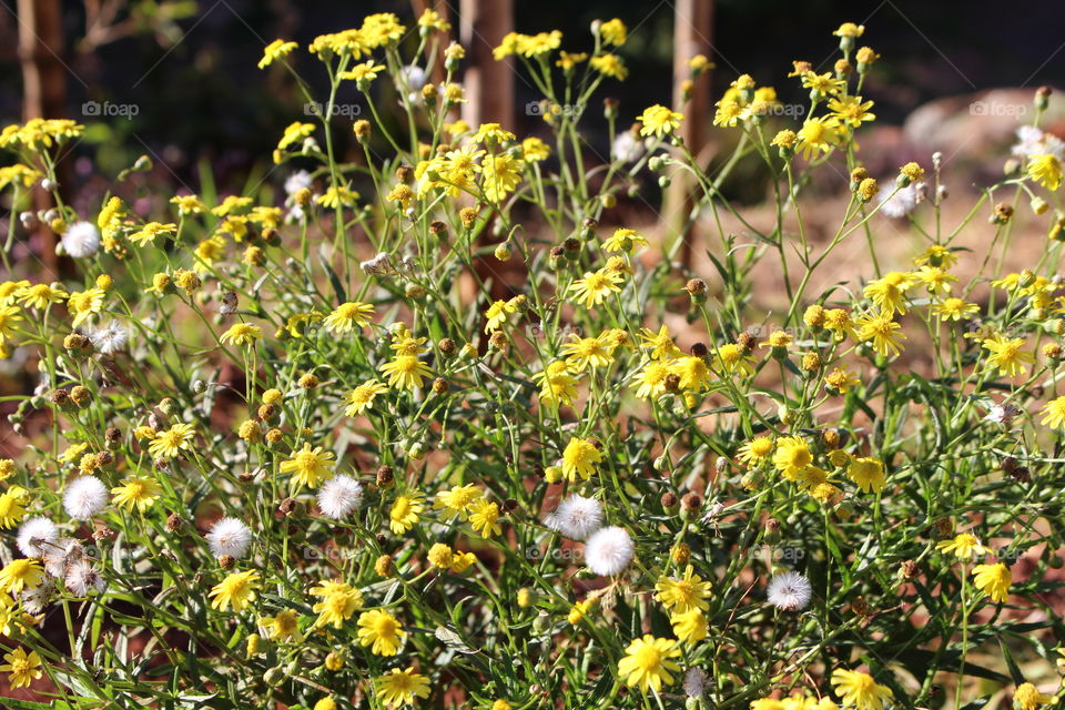 Small beautiful yellow flowers