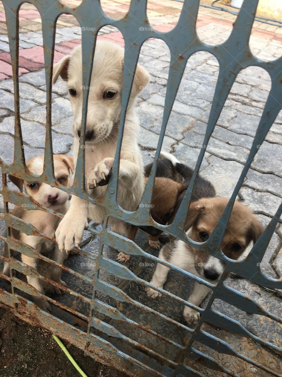 Dog little puppy 🐶